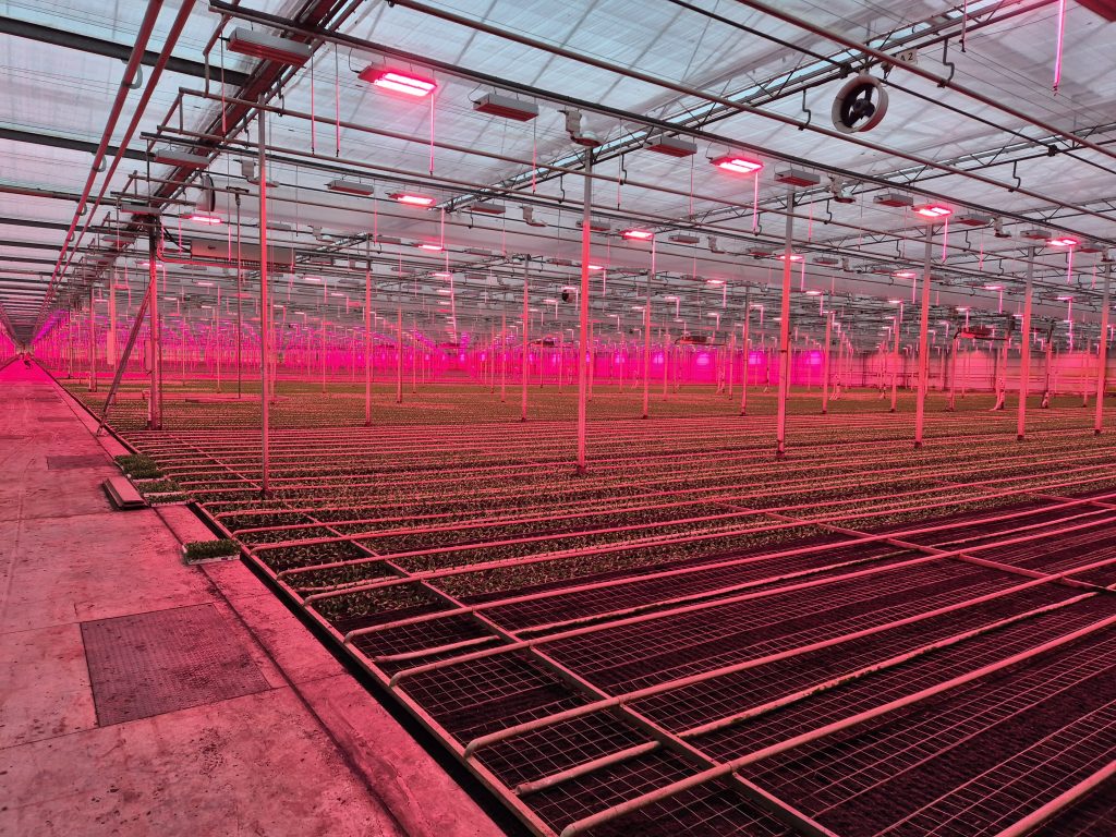 Sociëteit Intimus bezoekt Berg Lisianthus